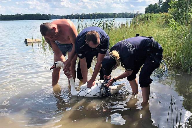 Łabędź w tarapatach! Ledwo płynął, ale nadeszła pomoc. Co tam się stało?