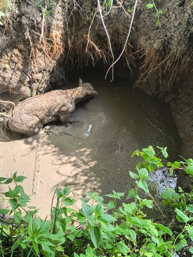 Cielak wpadł do głębokiego wykopu. Na pomoc ruszyli strażacy