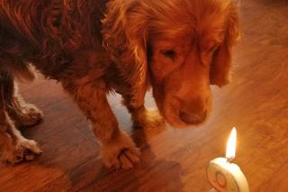 Pomóż Maksiowi odzyskać wzrok