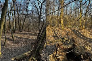 Miały być bloki, zostanie park! Warszawa uratowała Wiśniewo przed deweloperami