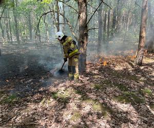 Spłonęło ćwierć hektara lasu. Ogień wybuchł w Kampinoskim Parku Narodowym