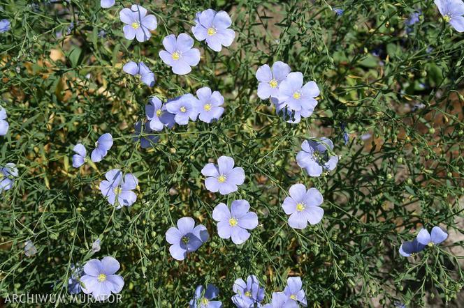 Najpiękniejsze niebieskie kwiaty