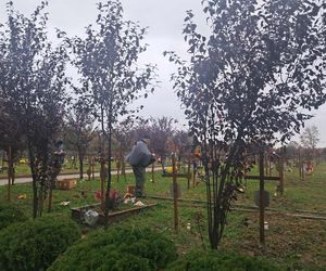 Rekordowa akcja Światełko Pamięci. Uczniowie z Łodzi porządkowali opuszczone groby