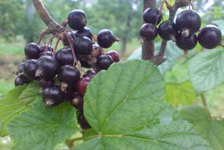 Porzeczka czarna ‘Ojebyn’ - Ribes nigrum ‘Ojebyn’