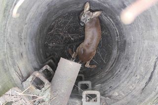 Strażacy uratowali sarenkę