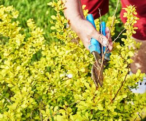 Kiedy i jak przycinać berberysy? Sprawdź!