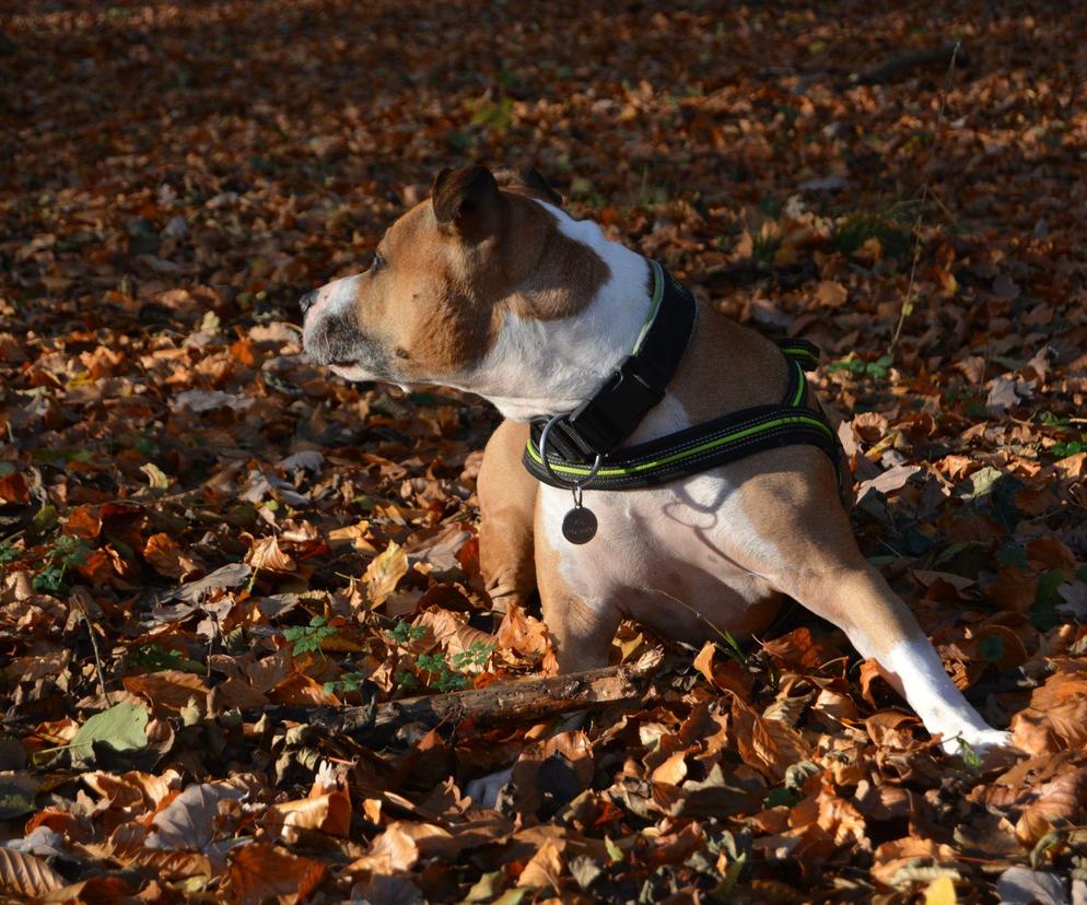 Czy amstaff zagryzł swojego właściciela? Wstrząsająca tragedia we Wschowie 