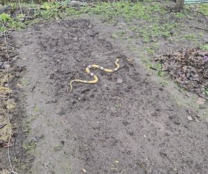 Wąż na ogródkach nad Maltą! Nietypowa interwencja straży miejskiej