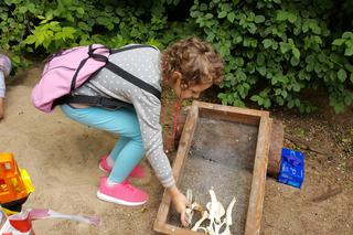 Mali archeolodzy zakasali rękawy i zabrali się do pracy! Co znaleźli w bydgoskim zoo? 