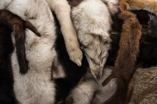 Dwumetrowa rzeźba lisa zwraca uwagę na problem hodowli zwierząt na futro.