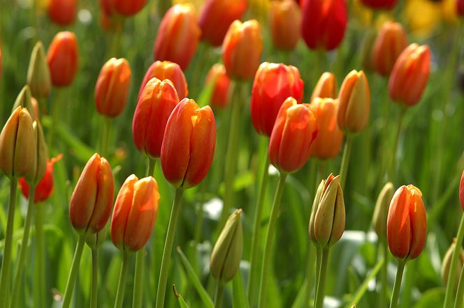 Tulipany