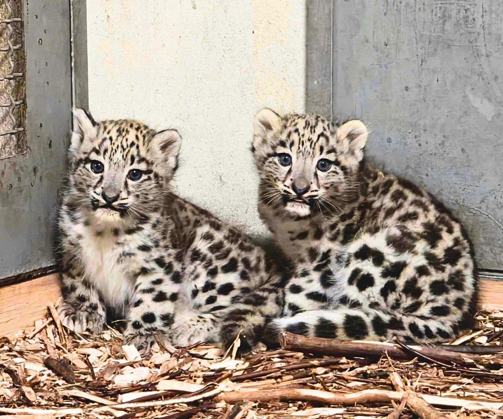 W Zoo przyszły na świat pantery śnieżne. Są piękne!