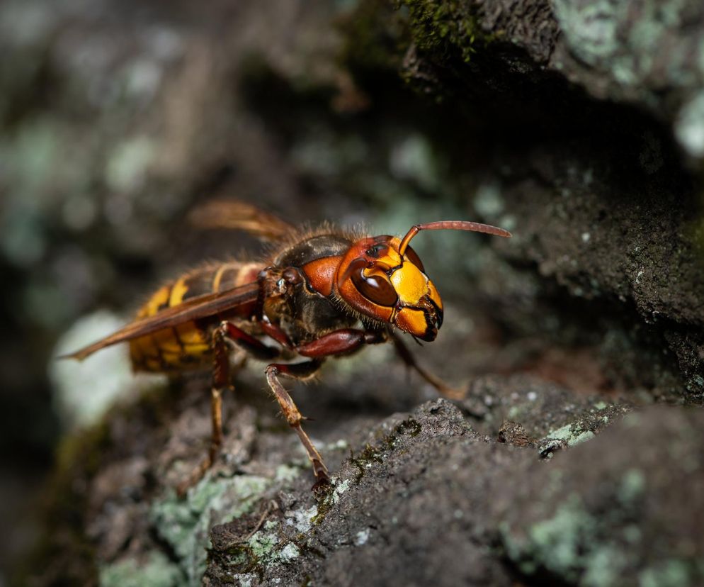Rój szerszeni zaatakował w Jastrzębie-Zdroju. Jedna osoba nie żyje