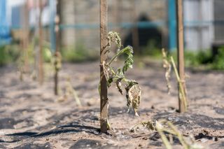 Susza hydrologiczna w Polsce zagraża środowisku i gospodarce