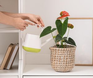 Szklanka wody wystarczy, aby anturium kwitło jak szalone. Po kilku dniach wypuści czerwone kwiaty. Domowa odżywka do anturium