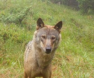 Wilki w znanym uzdrowisku. Gmina ostrzega i tłumaczy, jak się zachować