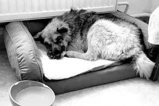 Nie żyje pies Czesio. Schorowane zawierzę zostało porzucone w lesie pod Dąbrową Tarnowską