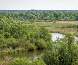 Ptasi raj niedaleko Łodzi. Rezerwat Jeziorsko to jedna z najbardziej niedocenianych atrakcji w regionie