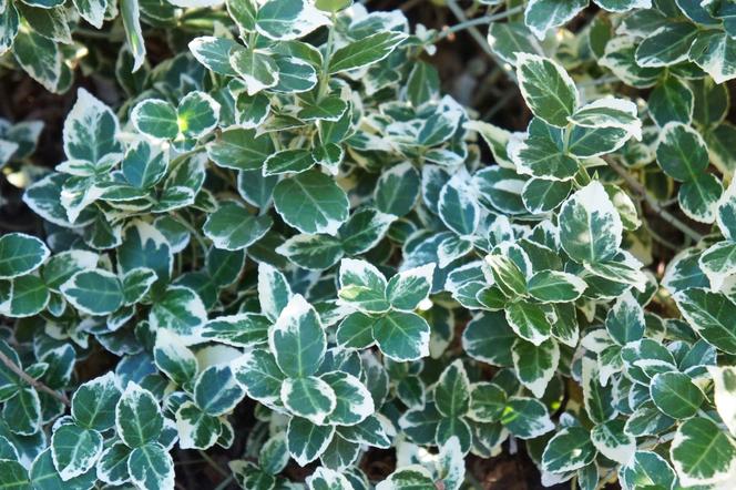 Trzmielina Fortune'a 'Emerald Gaiety' - Euonymus fortunei ‘Emerald Gaiety’