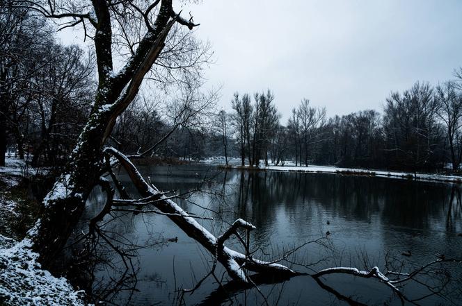 Skawiński park w zimowej otoczce