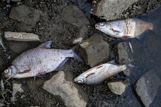 Co zatruło śnięte ryby z Odry? W Puławach będą badać próbki
