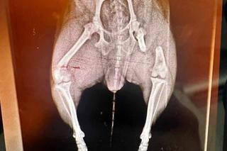 Agresywny amstaff pogryzł małego pieska w parku. Chihuahua walczy o życie. Dramatyczny apel właścicielki