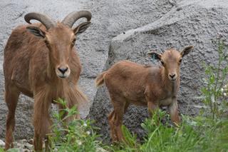 Nowe zwierzęta w zamojskim zoo: małe arui