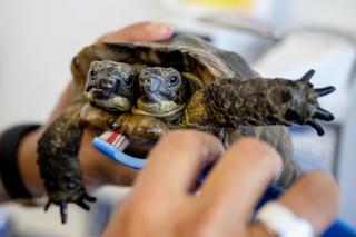 Dwugłowy żółw kończy 25 lat. Chodzi na masaże, jeździ na deskorolce, słucha muzyki