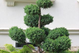 Formowanie iglaków - jak formować drzewa i krzewy iglaste