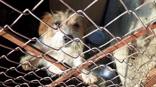 Jak przekazać 1 proc. podatku ? Towarzystwo Opieki nad Zwierzętami prosi o pomoc