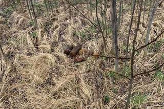 Niewybuchy na osiedlu Żołnierzy Wyklętych w Iławie