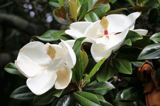 Magnolia wielkokwiatowa - Magnolia grandiflora