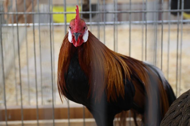 ZooPark ponownie przyciągnął do Targów Lublin tłumy miłośników zwierząt
