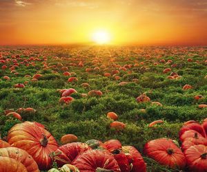 Sezon na pomarańczowe giganty rozpoczęty! Na tych farmach znajdziesz największe okazy dyń!