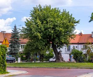 Warszawski Plac Słoneczny powstał jako zegar - godzinę miało pokazywać drzewo po środku. Zobacz zdjęcia małego osiedla