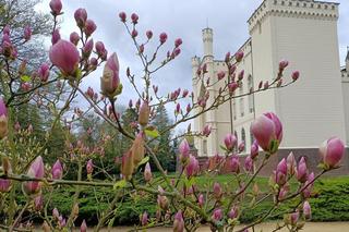 Zobacz piękne magnolie pod Poznaniem! [ZDJĘCIA]