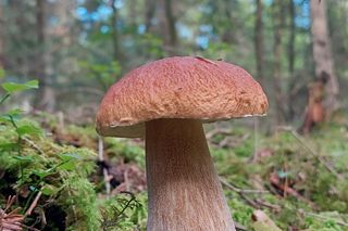 Wysyp grzybów w woj. lubelskim 