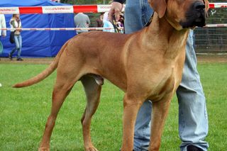 To najniebezpieczniejsze psy. Są w specjalnym wykazie ras agresywnych