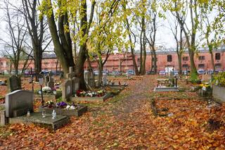 To prawdopodobnie najstarsza aleja drzew w Olsztynie. Znajduje się na cmentarzu [ZDJĘCIA]