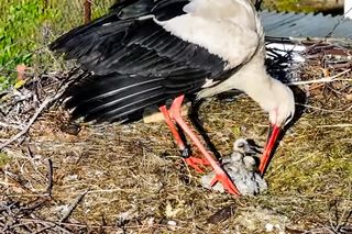 Bocian Krutek z Krutyni: od samotnika do samca alfa.