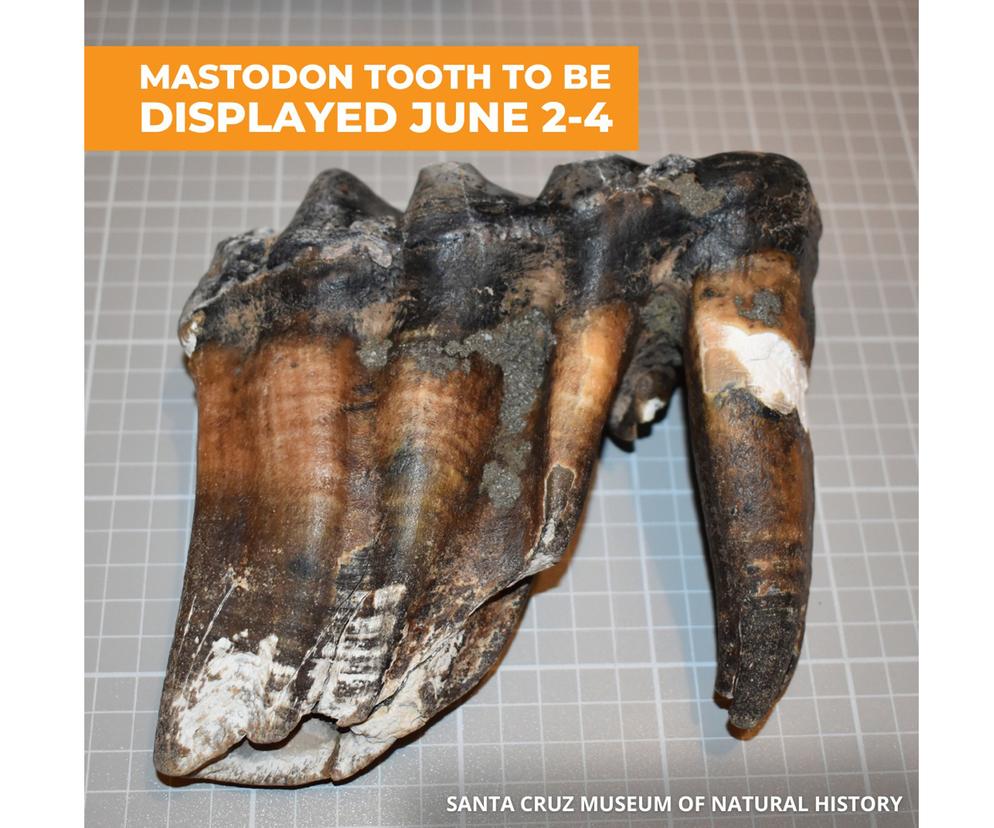 Ząb mastodonta