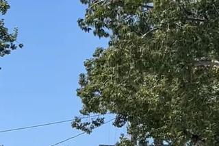 Dominika Kachlik (Franka w M jak miłość) w Hollywood