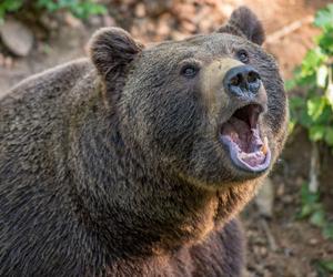 Ostrzeżenie przed niedźwiedziem! W Małopolsce wydano ważny komunikat