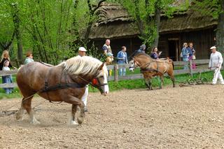 Pierwsze prace polowe w Muzeum Wsi Lubelskiej. Najważniejszy był koń