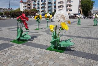Gorzów: Gigantyczne kwiaty stanęły na Starym Rynku z okazji Dnia Matki