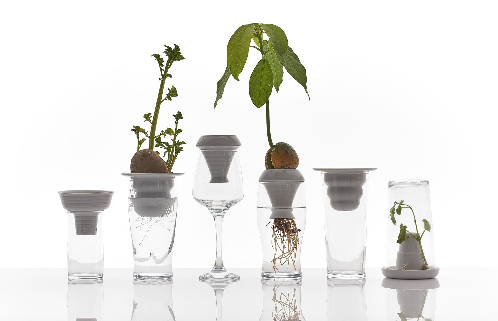 Projekt Plantacja 