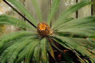 Żeński okaz sagowca Dioon edule