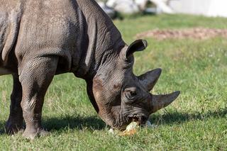 Nosorożce słuchają radia