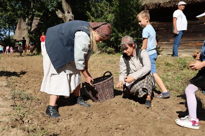 W skansenie w Lublinie pokazali, jak dawniej wyglądały wykopki kartoflane