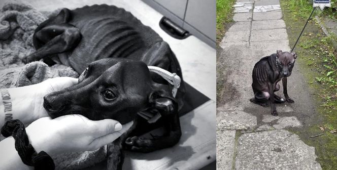 Pies przywiązany do płotu konał przez kilka dni. Została tylko skóra i kości